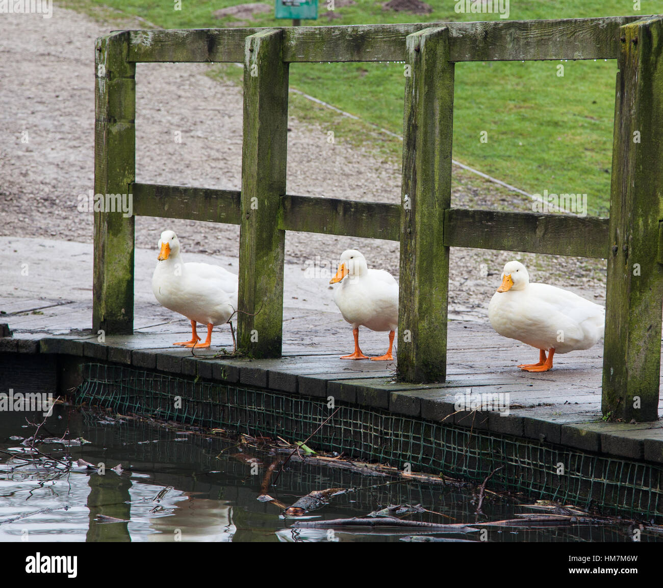 Drei weiße Enten suchen durch Lücken in einem hölzernen Zaun auf einer Brücke über einen Fluss Stockfoto