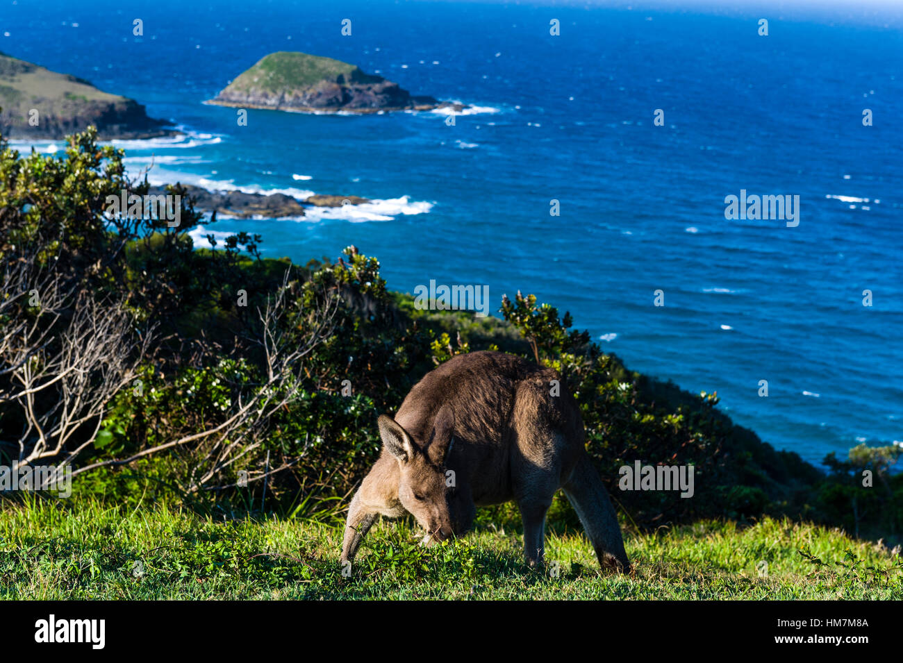Eine östliche Grey Kangaroo Fütterung auf Rasen auf einer Bergspitze, mit Blick auf den Ozean. Stockfoto