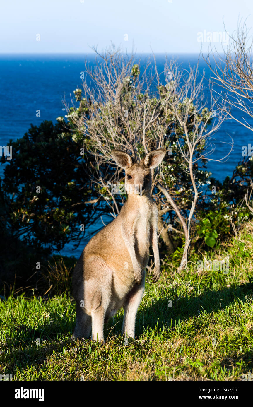 Eine östliche Grey Kangaroo stehend auf einer Bergspitze, mit Blick auf den Ozean. Stockfoto