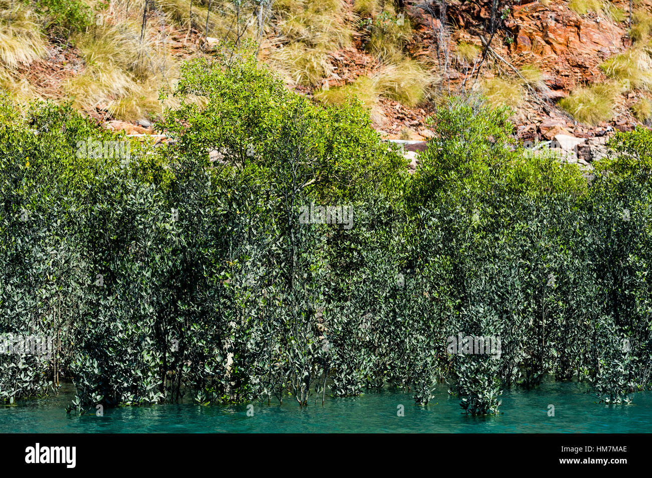 Einem Mangrovenwald wachsen an der Basis einer Sandstein-Klippe. Stockfoto