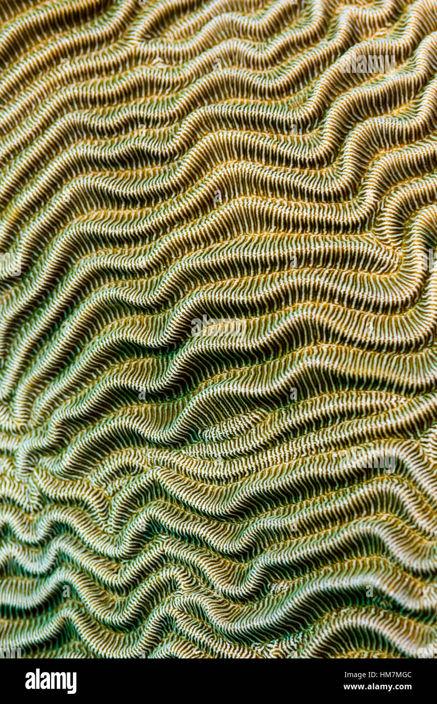 Die lineare Welle strukturierte Oberfläche einer harten Koralle auf einem tropischen Riff. Stockfoto