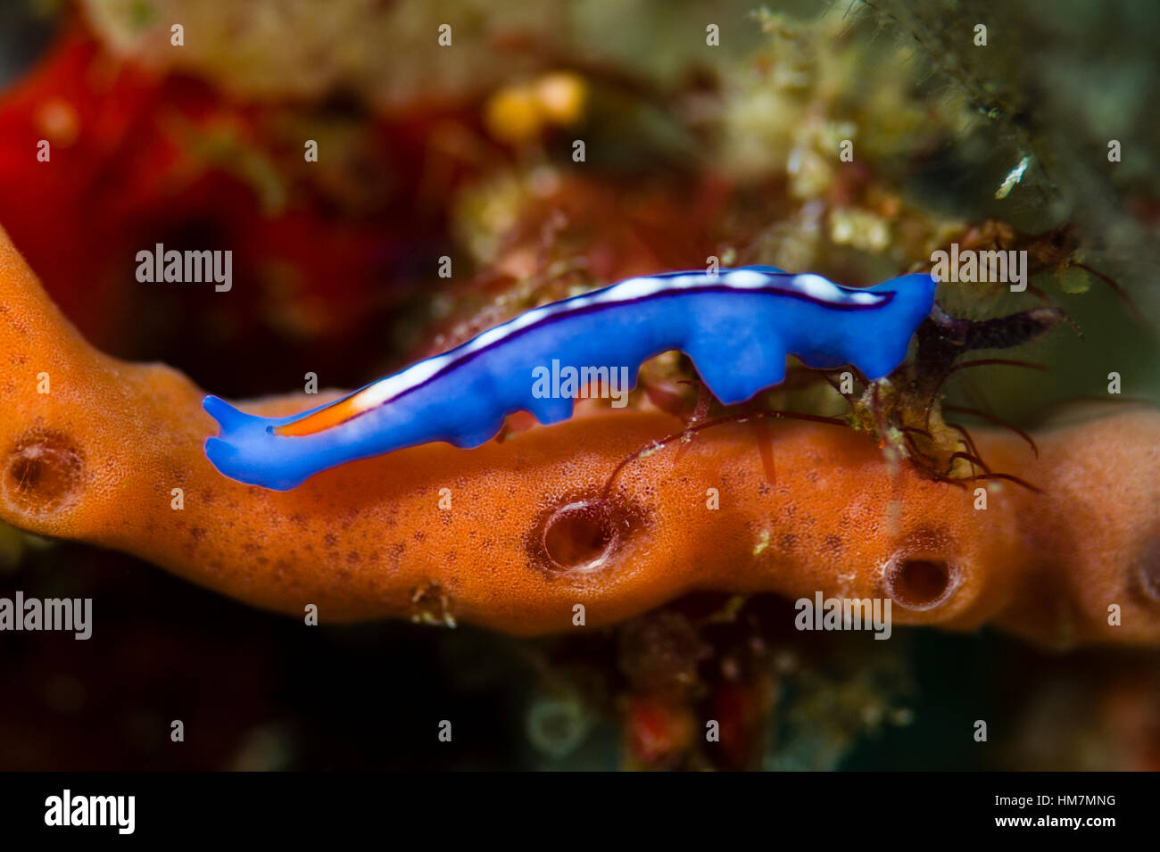Ein helles Blau Racing Stripe Flatworm Bewegung entlang einer orange Koralle. Stockfoto