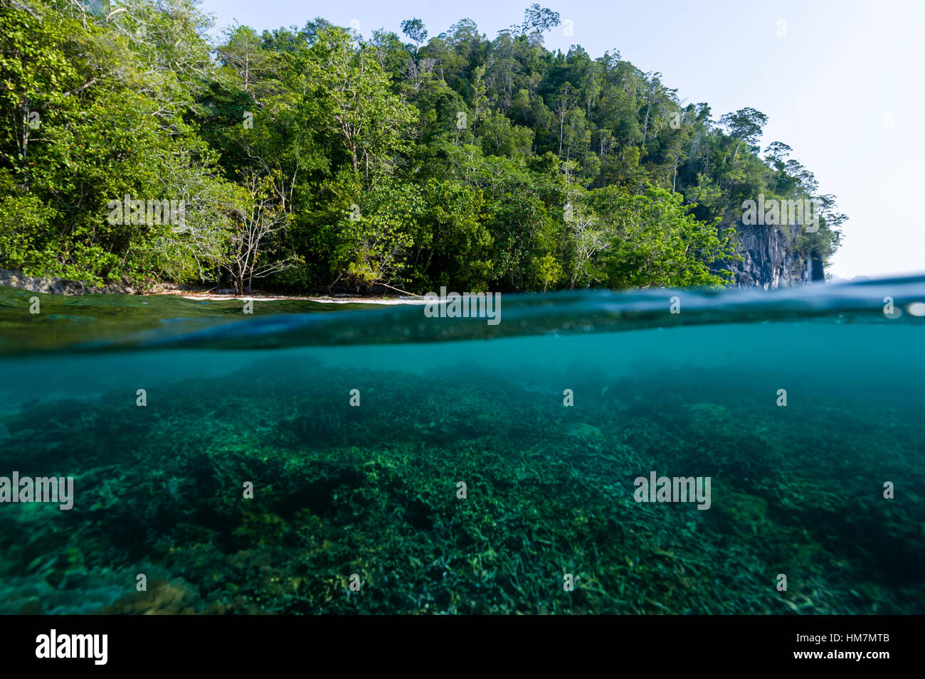 Wald bedeckt eine Kalksteininsel über ein Korallenriff im seichten Wasser. Stockfoto