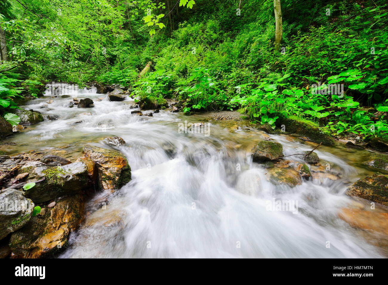 Ukraine, Transkarpatien, Rakhiv Bezirk, Karpaten, Bach im Wald Stockfoto