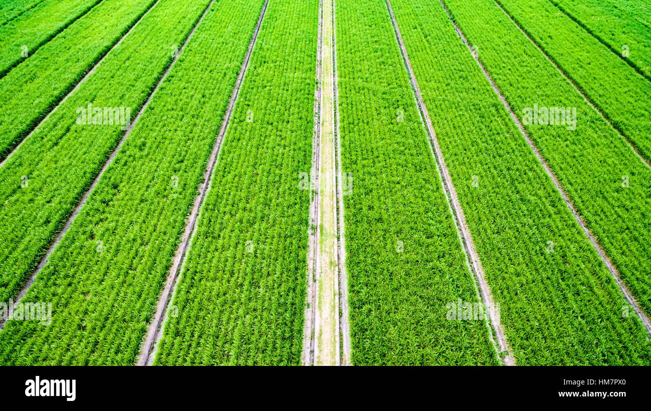 Schräge Luftaufnahme von Zuckerrohr wächst auf einem Bauernhof auf der Sunshine Coast von Queensland, Australien. Stockfoto
