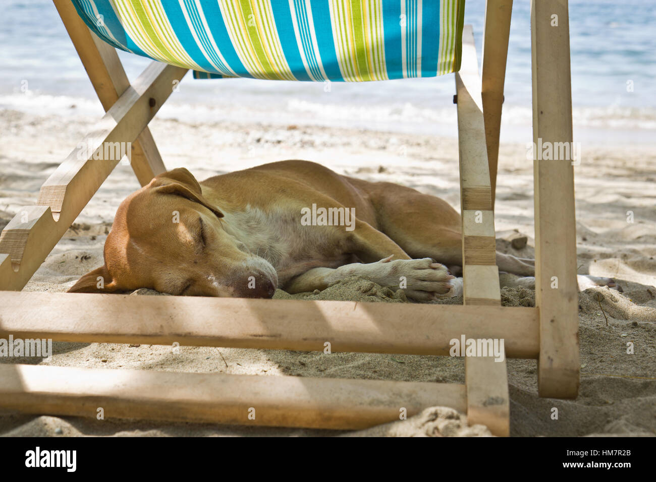 Hund schlafen am Strand, Taganga, Kolumbien Stockfotografie - Alamy