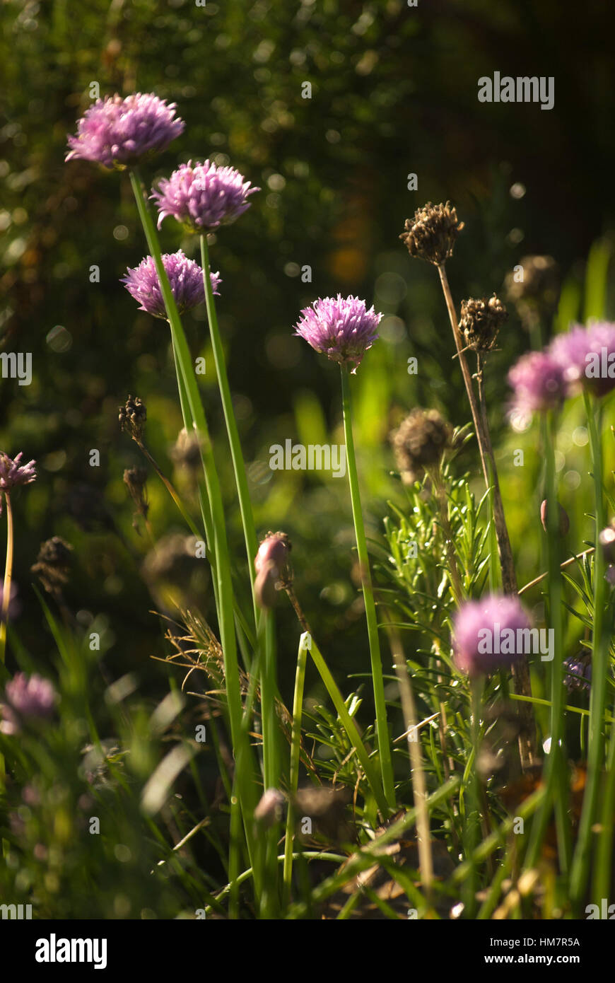 Patch von Schnittlauch wachsen im Garten Stockfoto