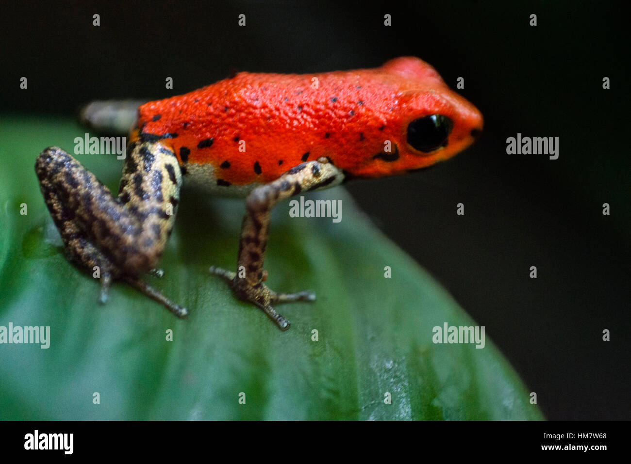Strawberry Poison Frog (Dendrobates Pumilio), Erwachsene, Bastimentos Nationalpark, Bocas del Toro, Panama. Strawberry poison Frosch oder Erdbeer poiso Stockfoto