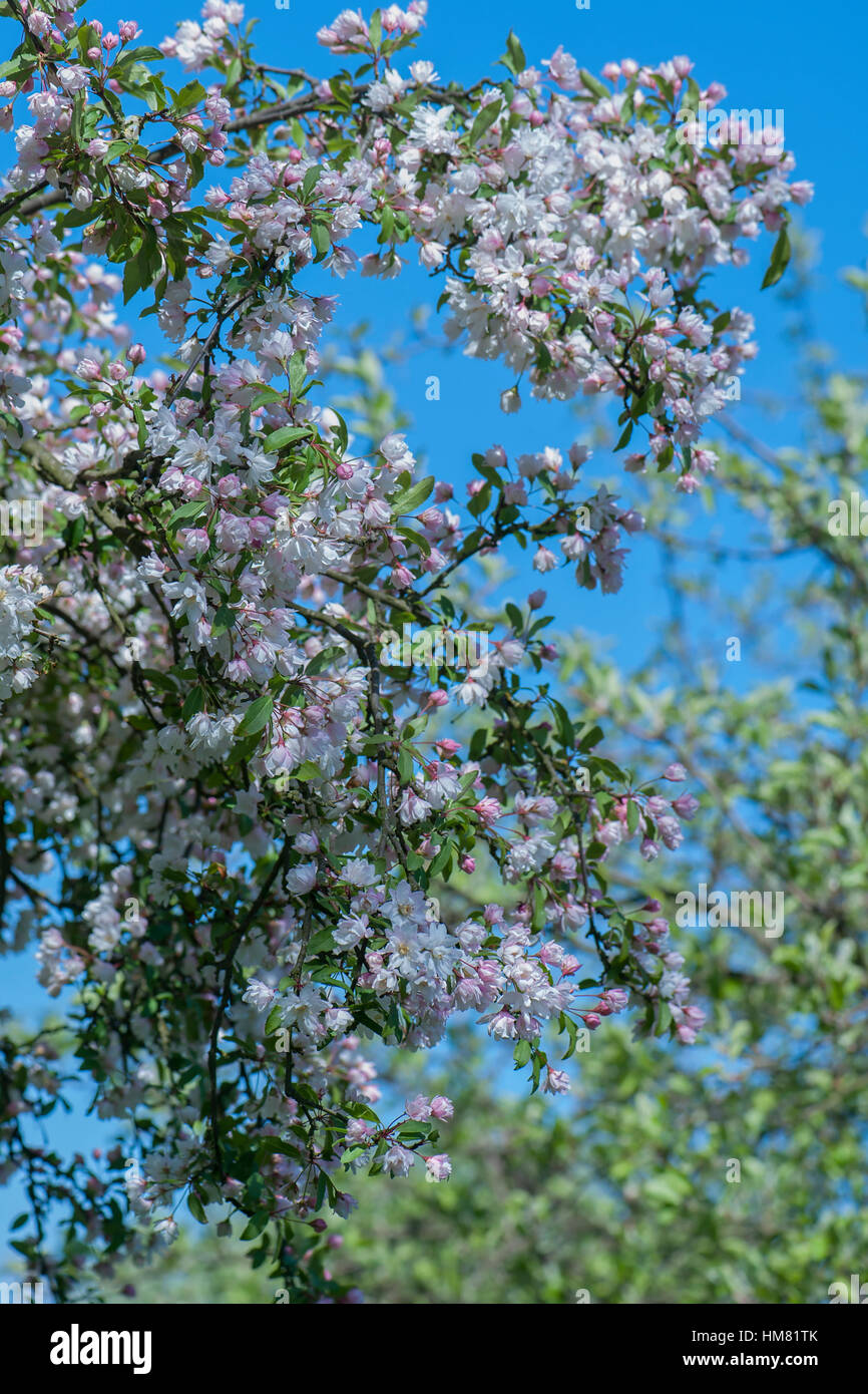 Zarte Frühlingsblumen weiß-rosa Blüten des Baumes Holzapfels Malus × micromalus Stockfoto