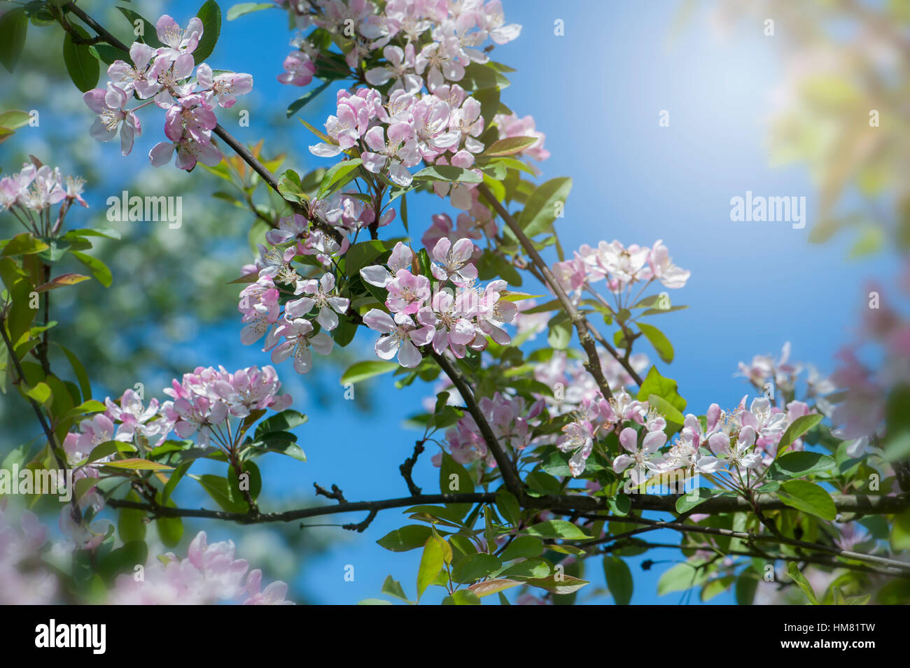 Zarte Frühlingsblumen weiß-rosa Blüte des Holzapfels Baum Malus × Micromalus Aufnahme vor blauem Himmel Stockfoto