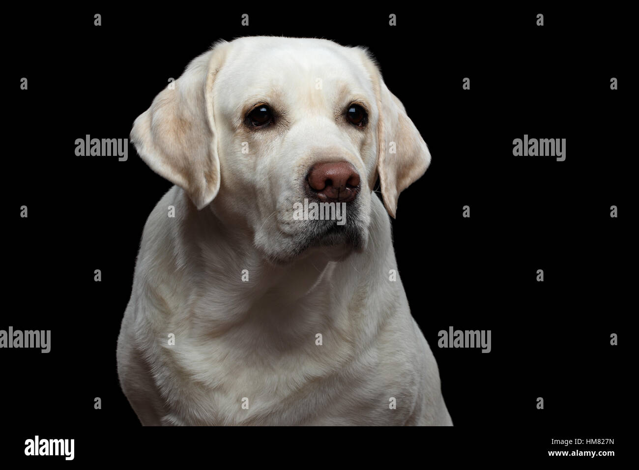 Schöne Labrador Retriever Hund vor schwarzem Hintergrund isoliert Stockfoto