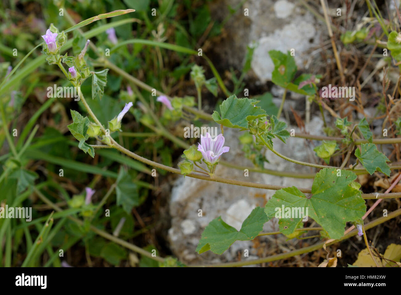 Kleiner Baum-Malve, Malva pseudolavatera Stockfoto