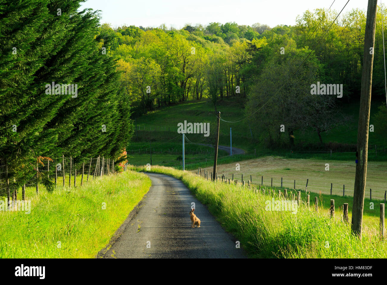 Hase im Land Lane, Bessede Wald, Dordogne, Frankreich Stockfoto