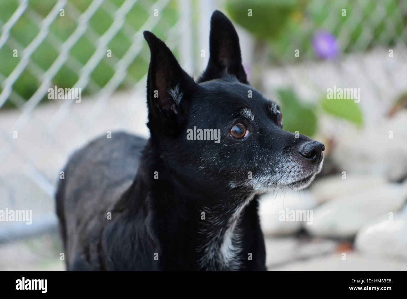 Alert Familienhund, ein Hund bereit, zu gehorchen, in einem umzäunten Hof Stockfoto