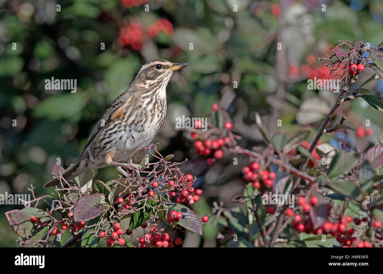 Redwing-Turdus Iliacus ernährt sich von Beeren Zwergmispel. Winter. Stockfoto