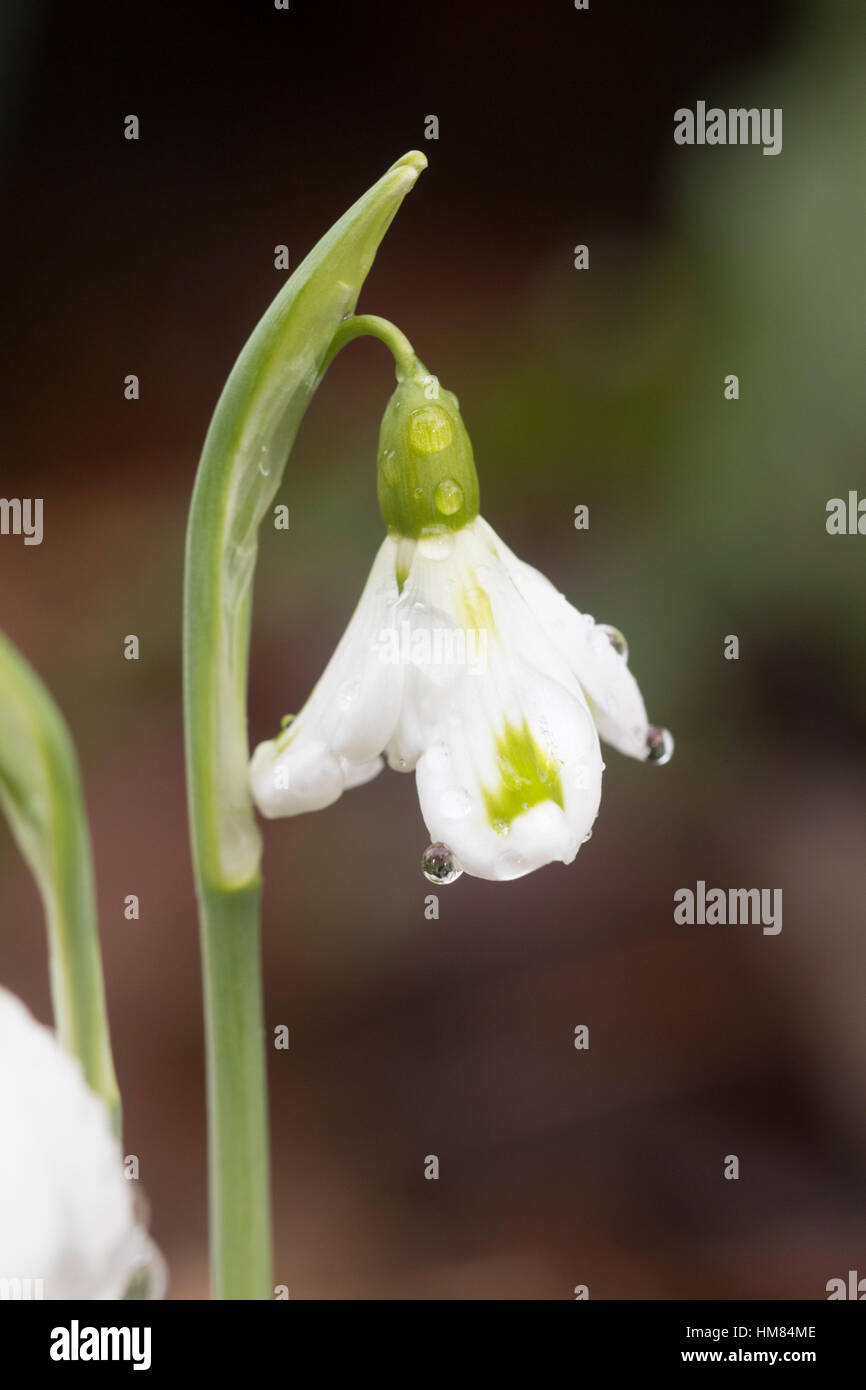 An den äußeren Blütenblättern grüne Markierungen unterscheiden die ungewöhnliche Form der Krim Schneeglöckchen, Galanthus Plicatus "Trimmer" Stockfoto