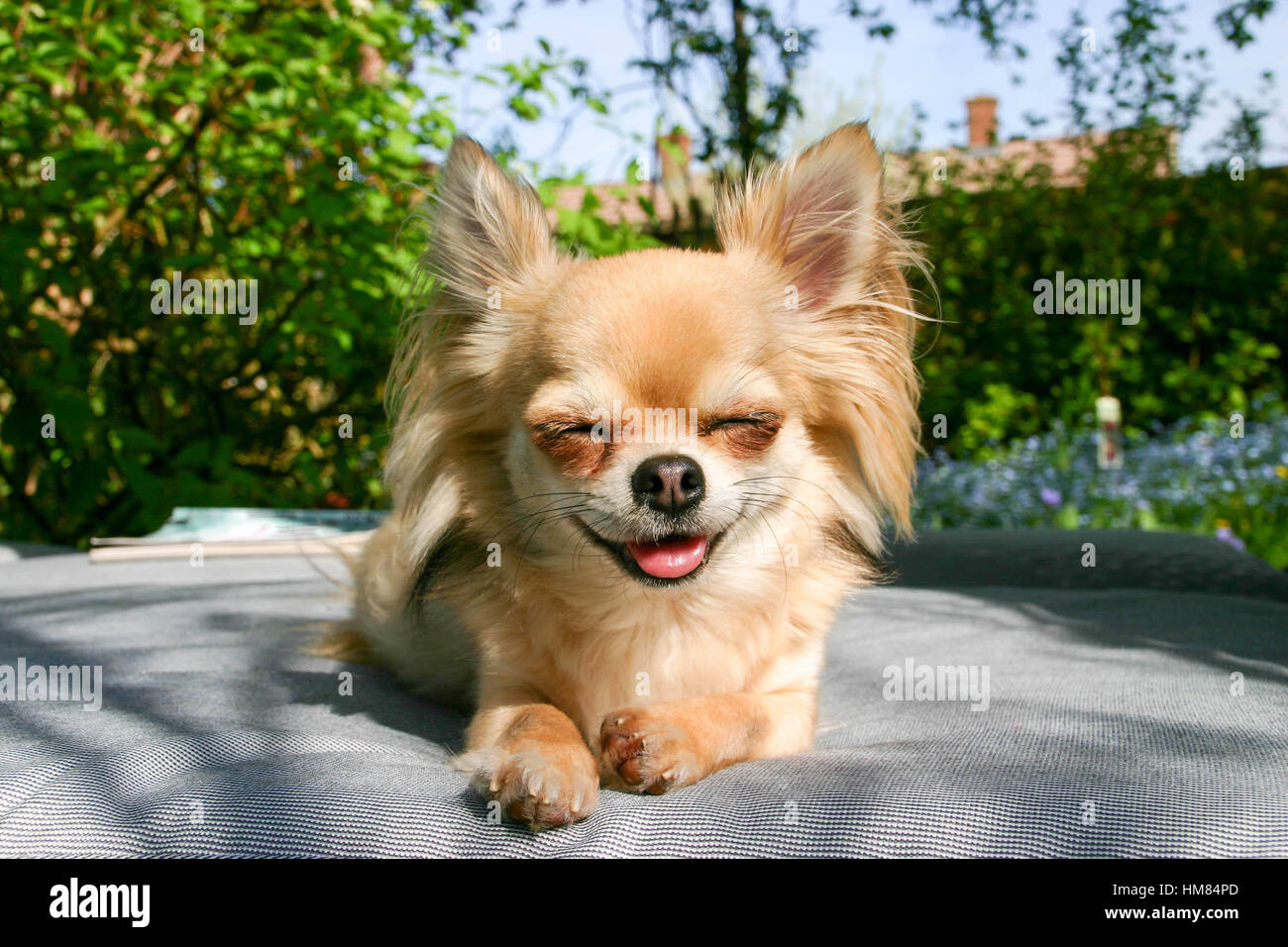 Schöne lange Haare Chihuahua Lächeln für die Kamera Stockfoto