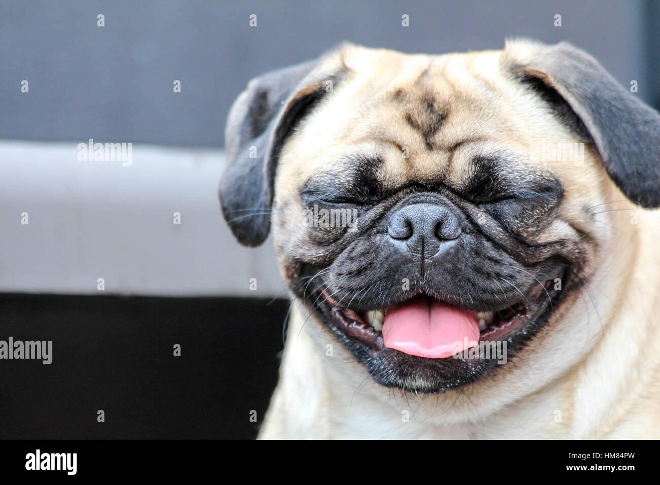 Super süße Mops Hund geben ihr schönstes Lächeln für die Kamera Stockfoto