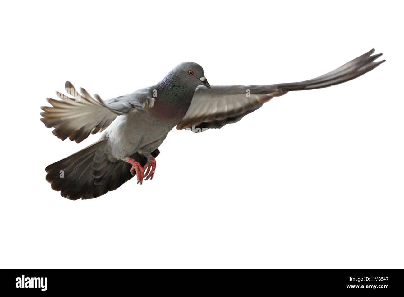 fliegende Taube Vogel isoliert auf weißem Hintergrund Stockfoto