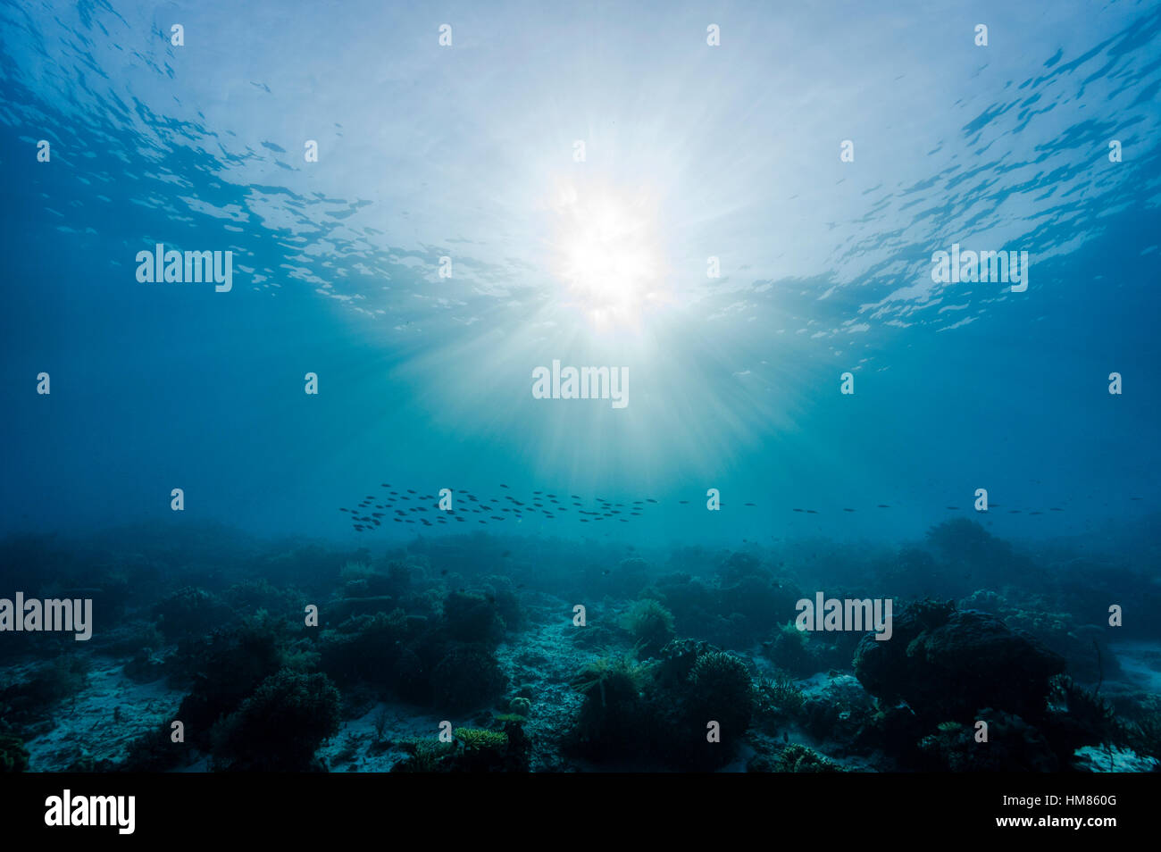 Am späten Nachmittag pierce Sonnenstrahlen der Meeresoberfläche und eine Schule der Fische über einem Korallenriff. Stockfoto