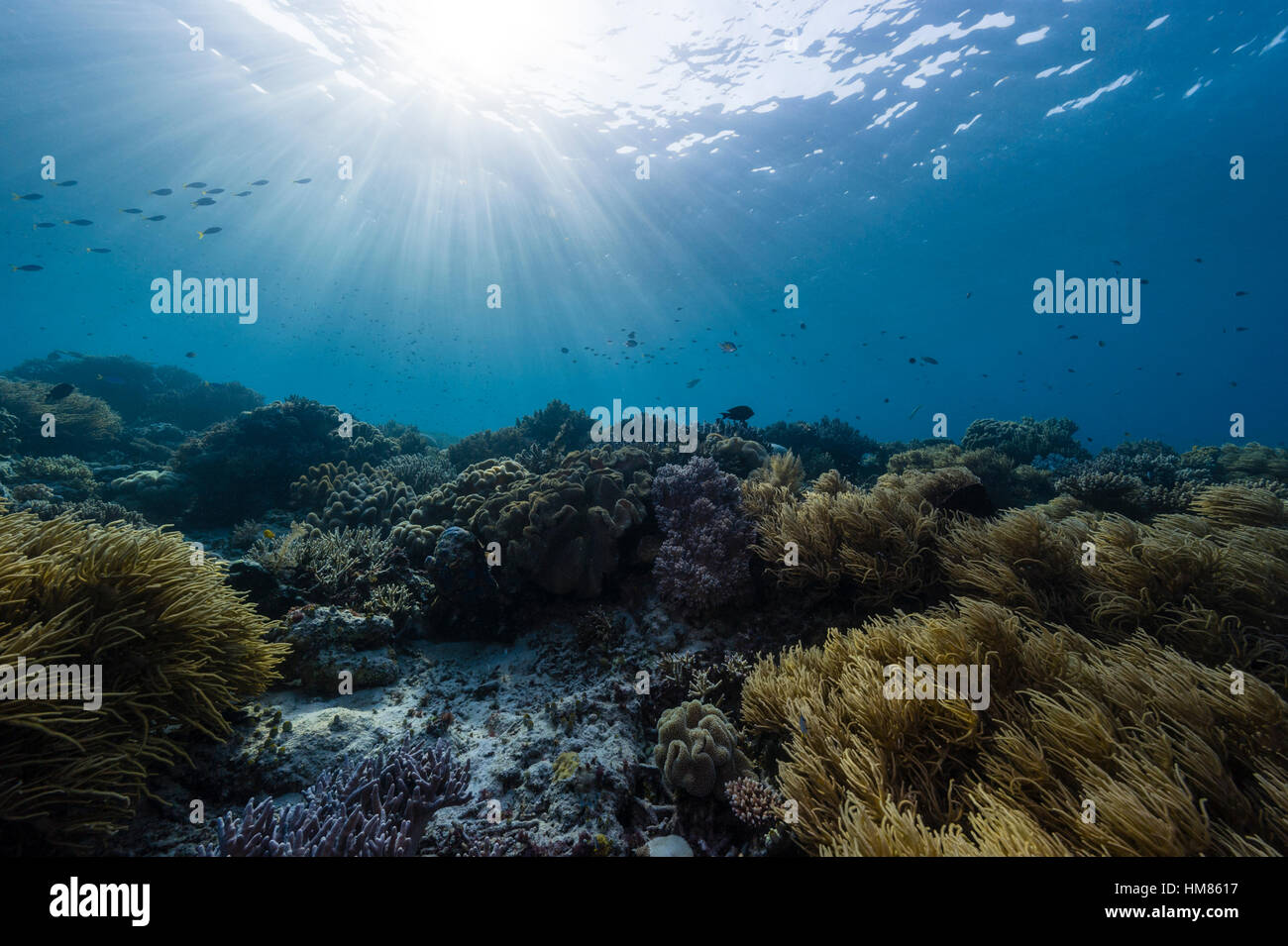 Schulen der Fische schwimmen durch Sonnenstrahlen über einem Riff und Ellisela, gelbe Whip Coral. Stockfoto