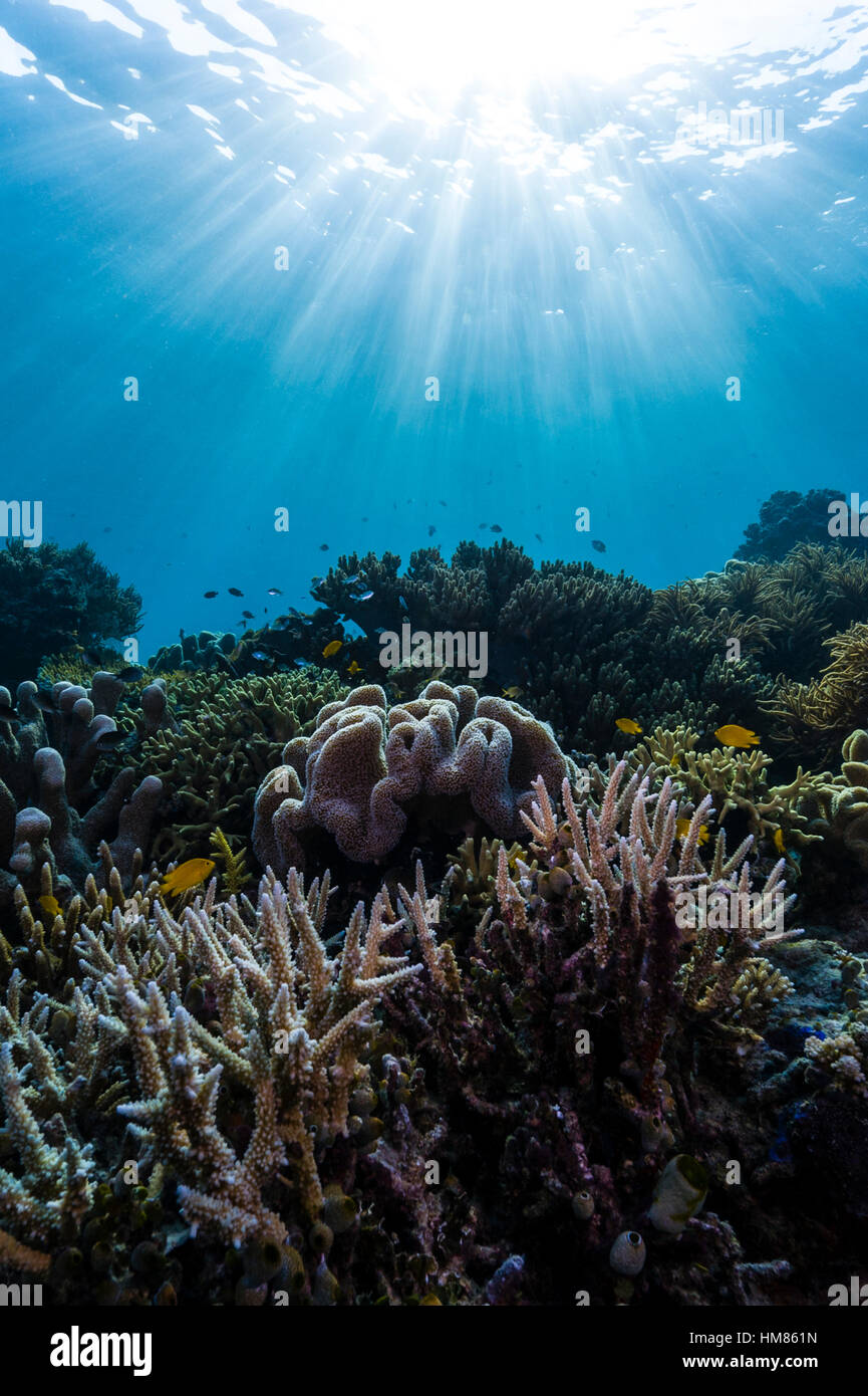 Sonnenstrahlen fallen über eine unberührte Riff Staghorn Korallen und eine weiche Koralle, geformt wie ein Fliegenpilz. Stockfoto