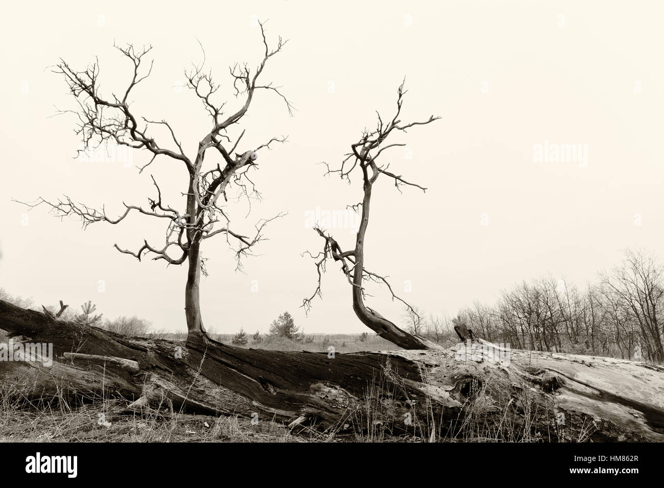 Ukraine, Dnepropetrovsk Region, Novomoskovsk District, Bär Zweige der toter Baum Stockfoto