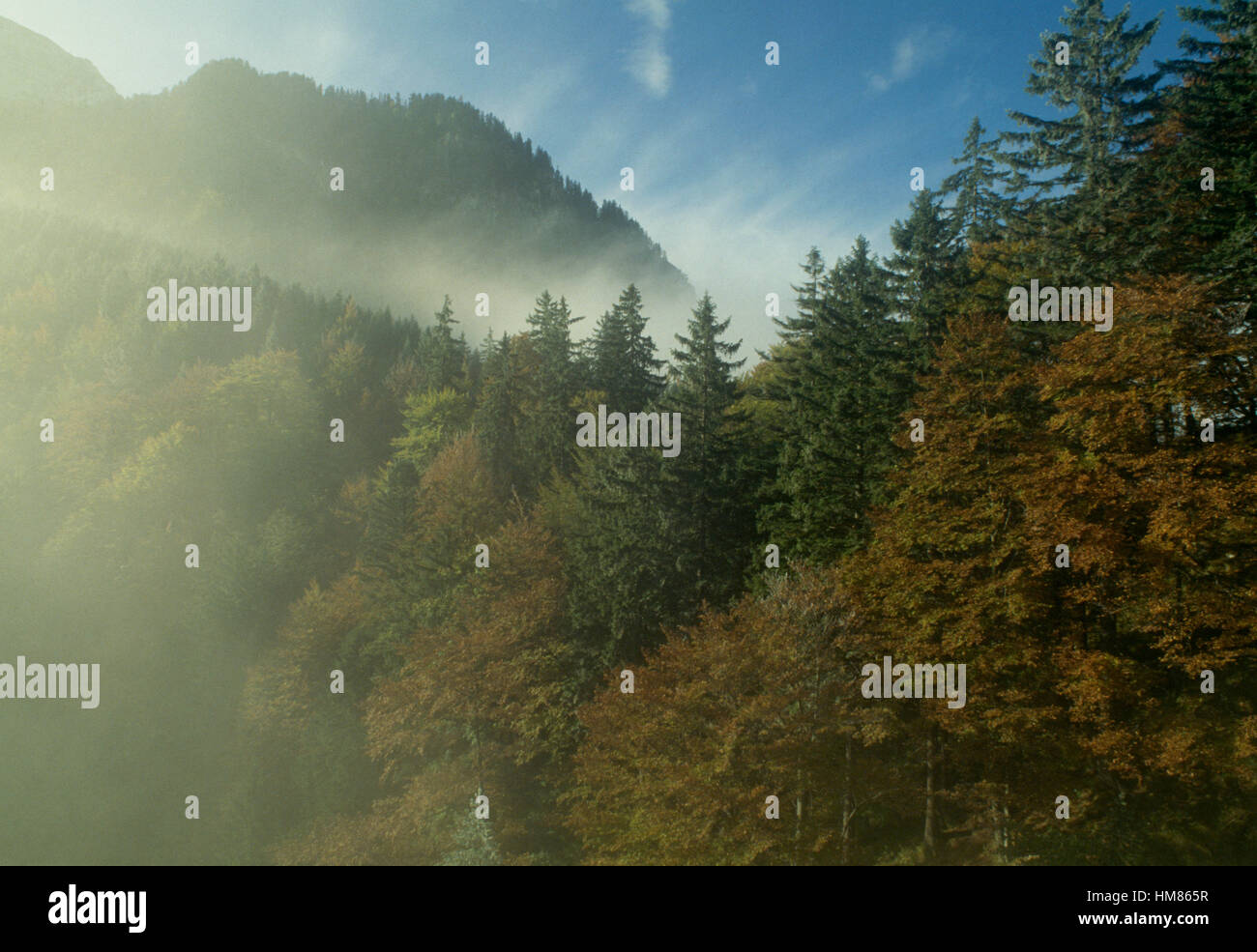 Nadelwald getarnt mit Nebel, Füssen, Allgäu, Bayern, Deutschland. Stockfoto