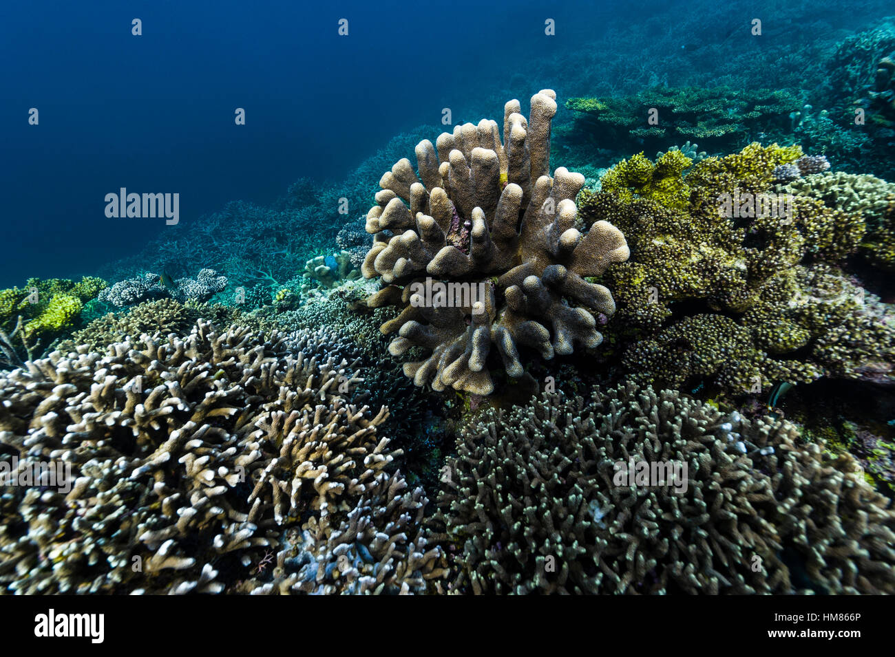 Kaktus koralle -Fotos und -Bildmaterial in hoher Auflsung  Alamy