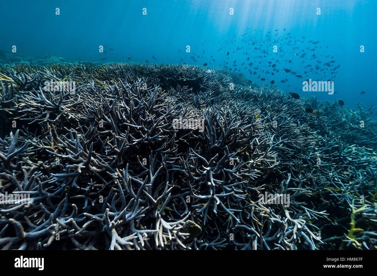 Schwärme von Riff-Fischen in Sonnenstrahlen über einen Wald von unberührten und gesunde Hirschhorn-Korallen wachsen auf einer vulkanischen Lavastrom in einem flachen tropischen Meer schwimmen. Stockfoto