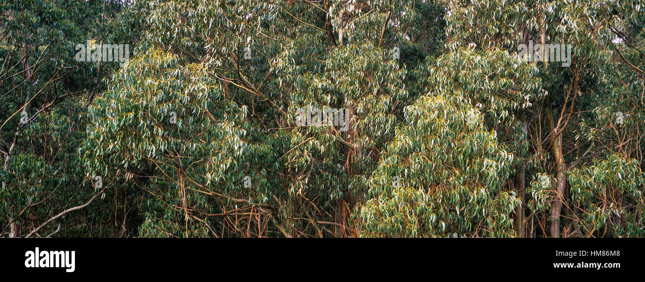 Die Blatt-Baldachin eine Eberesche Wald. Stockfoto