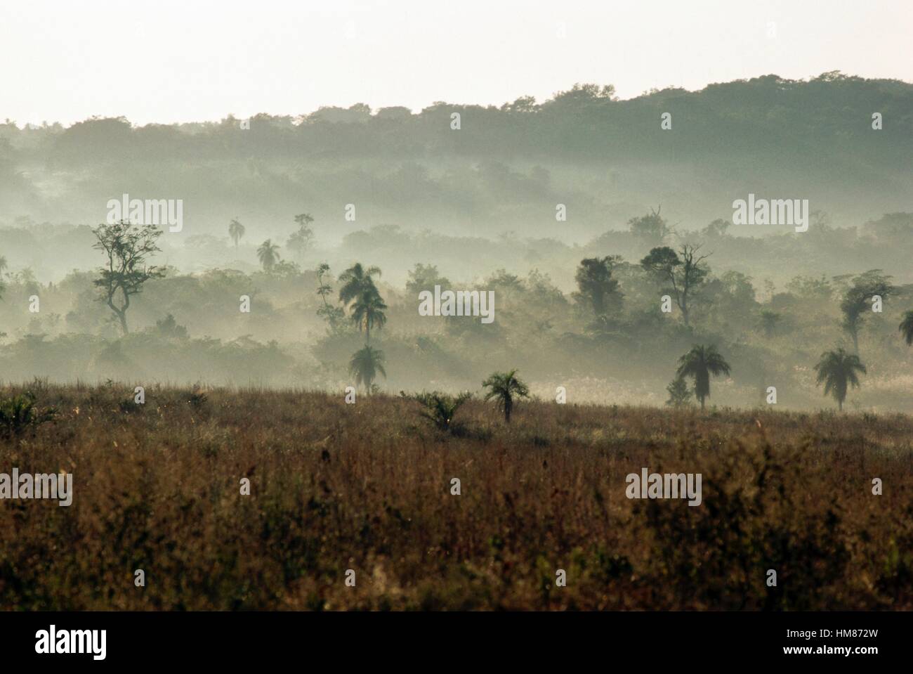 Vegetation mitten im Nebel, Caaguazu Abteilung, Paraguay. Stockfoto
