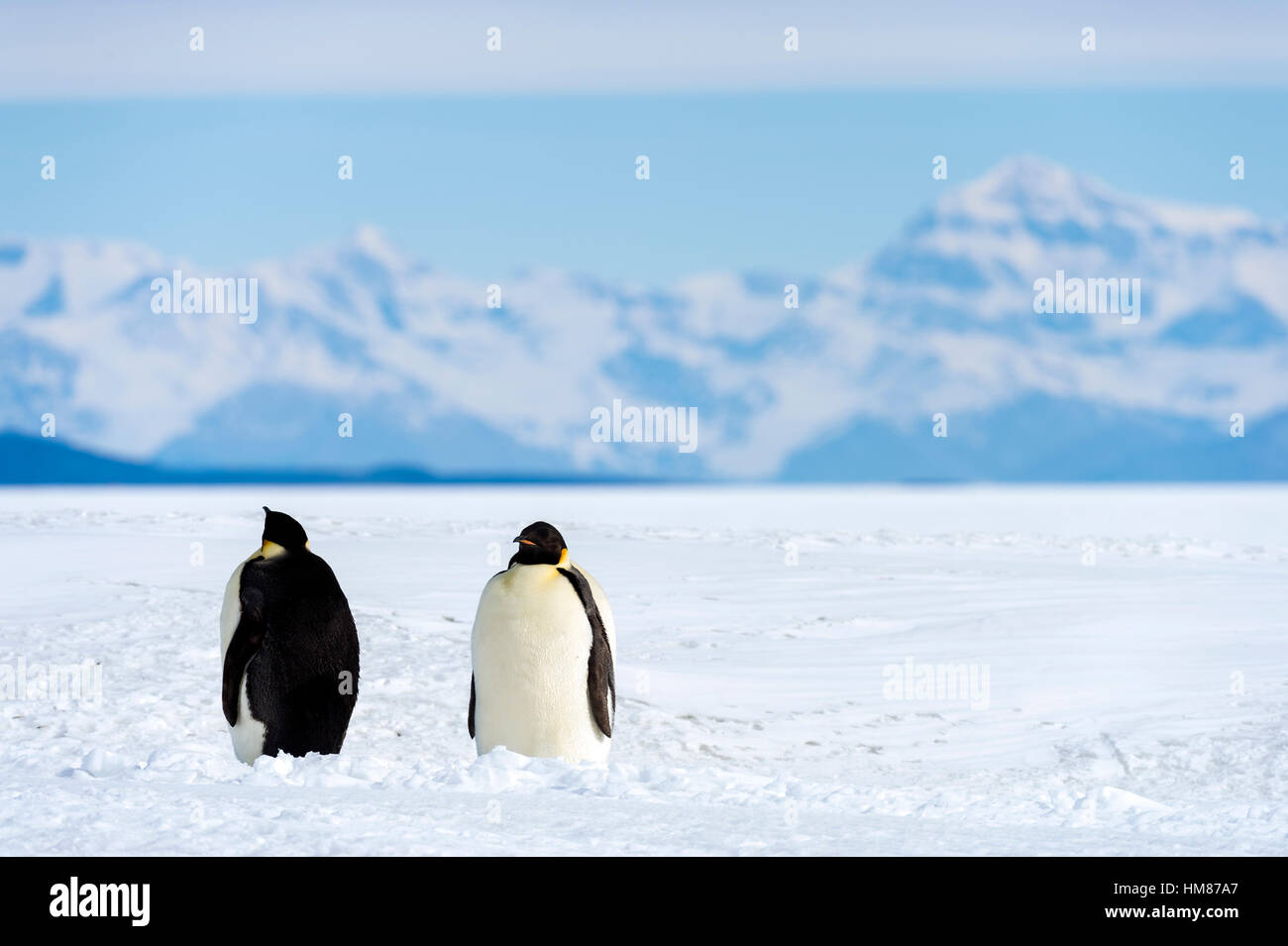 Ein paar der Kaiserpinguine auf die große Ebene des Ross-Schelfeis eingefroren. Stockfoto