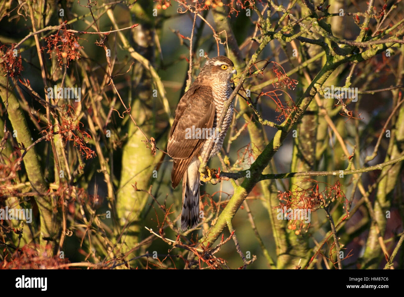 Sperber Accipiter Nisus in einem Baum in einem englischen Garten Stockfoto