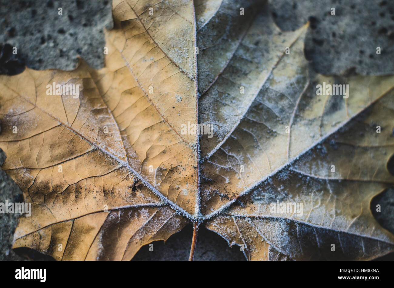 Nahaufnahme der frostigen Blatt Stockfoto
