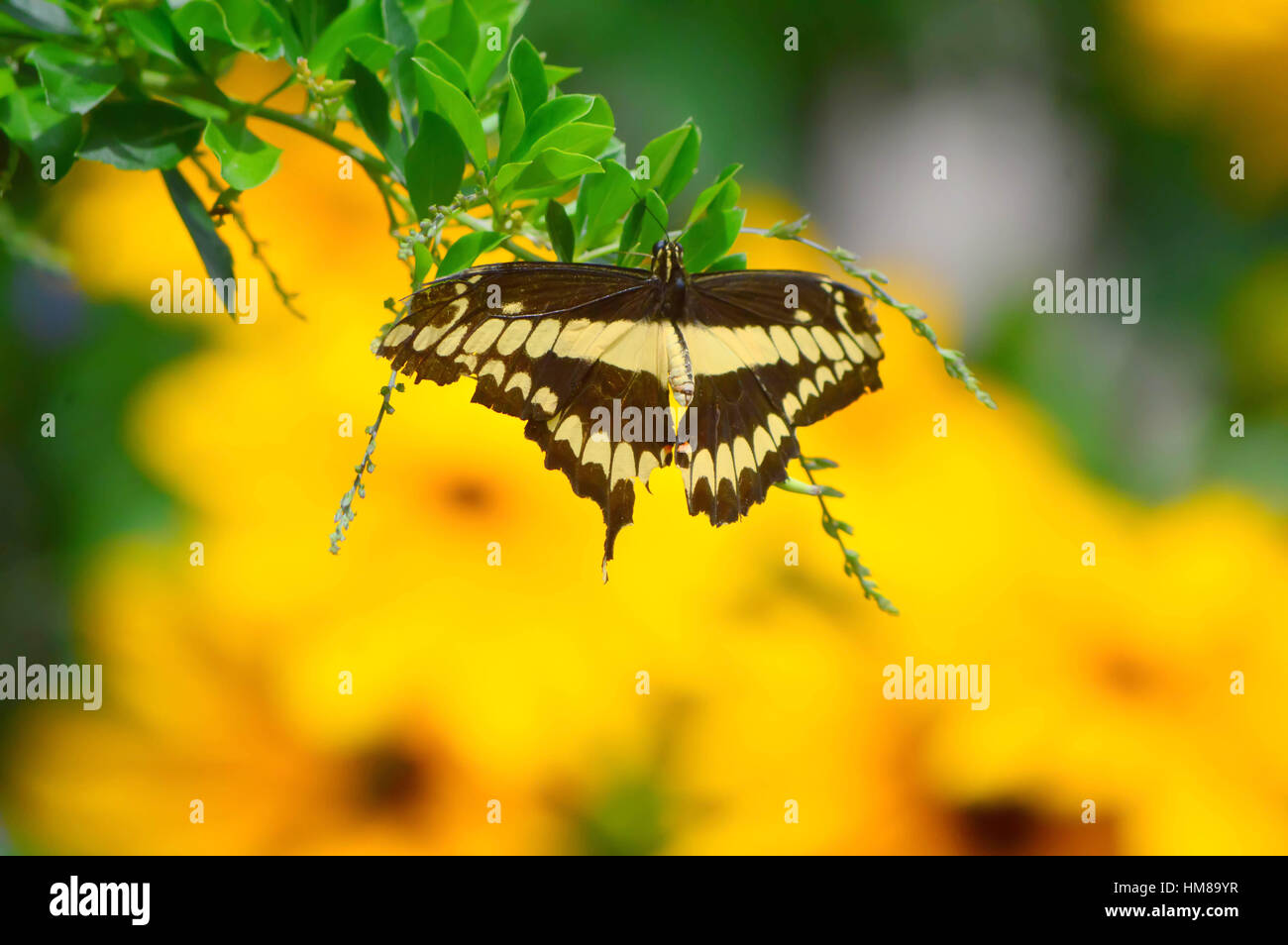 Sonnenblumen und riesigen Schlucken Tail Butterfly - war dieses Foto am Botanischen Garten in Illinois Stockfoto