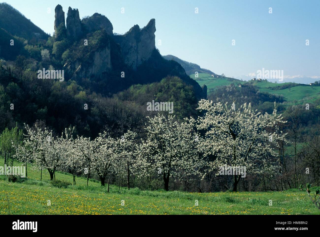 Blühende Bäume in der Regionalpark Sassi di Roccamalatina, Emilia-Romagna, Italien. Stockfoto