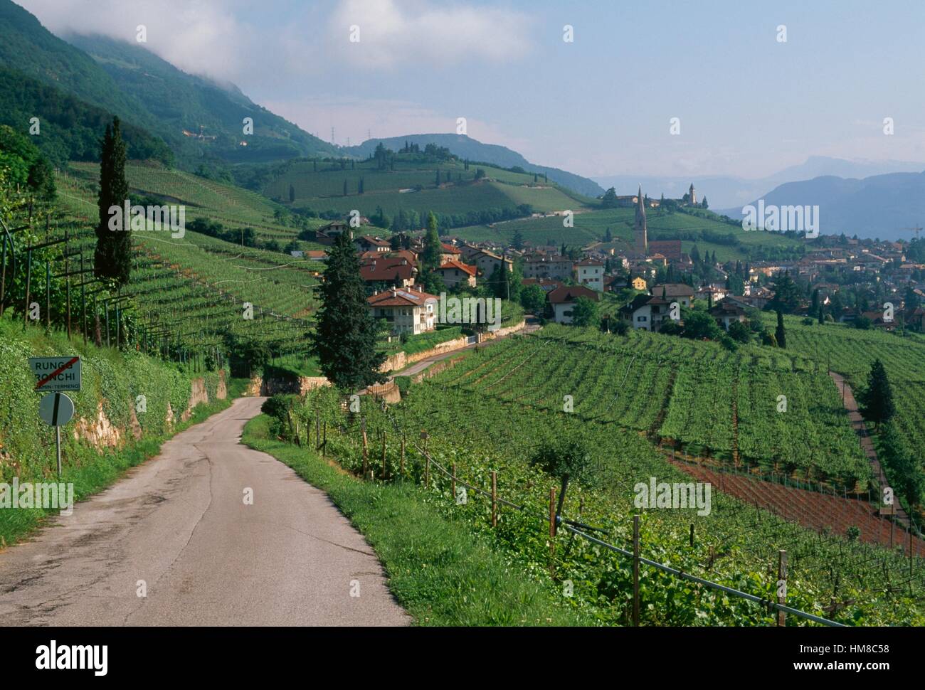 Straße, flankiert von Weinbergen zwischen Tramin und Ronchi, Trentino-Alto Adige, Italien. Stockfoto