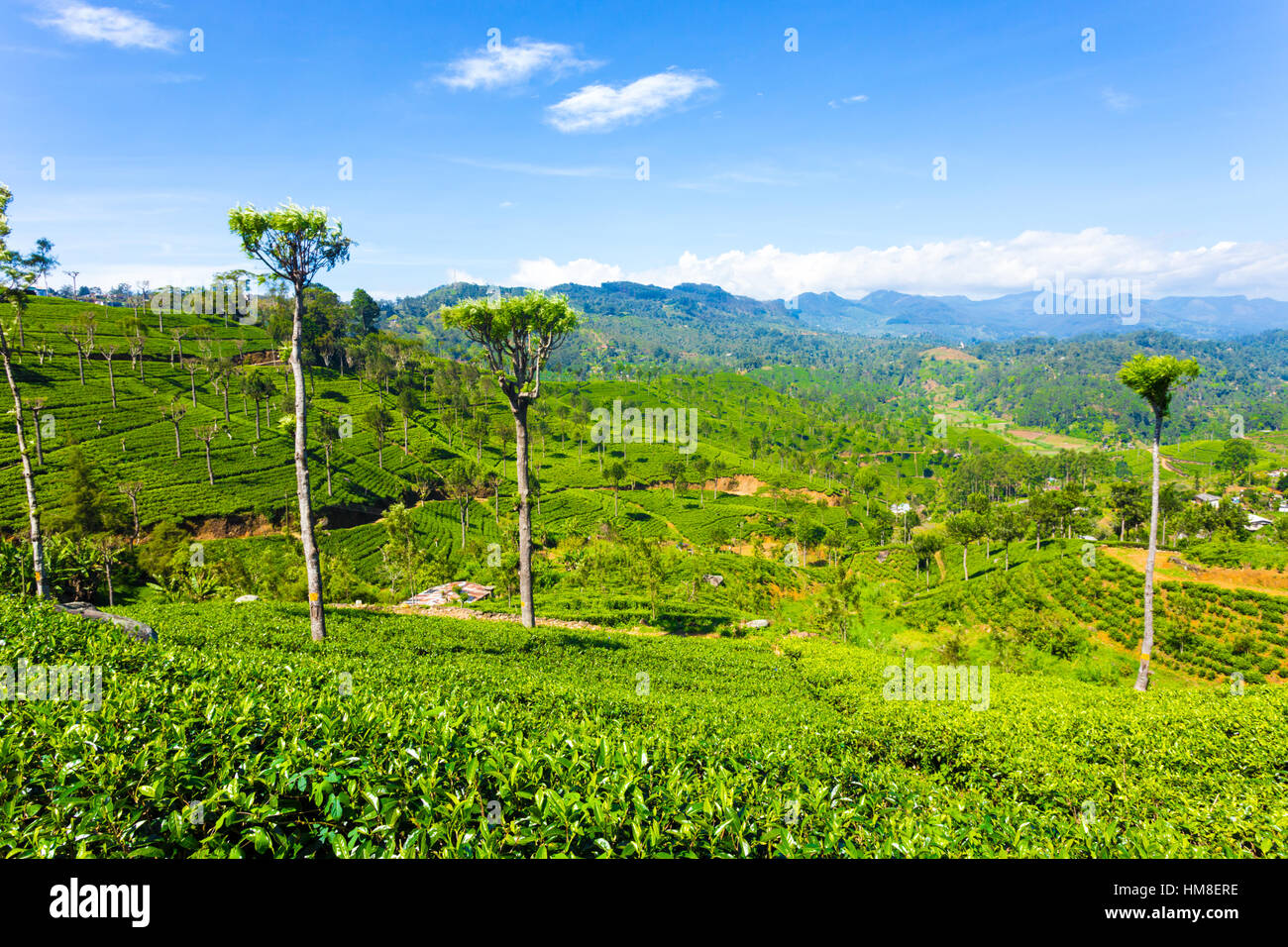 Sanfte Hügel und Täler der Teeplantage Plantage mit atemberaubenden Blick auf die umliegenden Berge im Hochland Stadt von Haptuale, Stockfoto