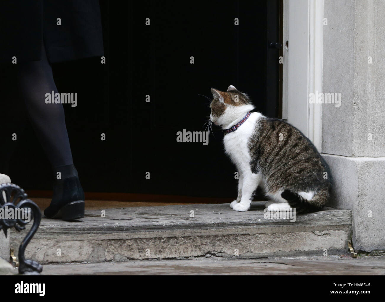 Larry die Katze vor den Toren von Nr. 10, als Minister kommen für eine Kabinettssitzung in der Downing Street, London. PRESSEVERBAND Foto. Bild Datum: Dienstag, 31. Januar 2017. Bildnachweis sollte lauten: Yui Mok/PA Wire Stockfoto
