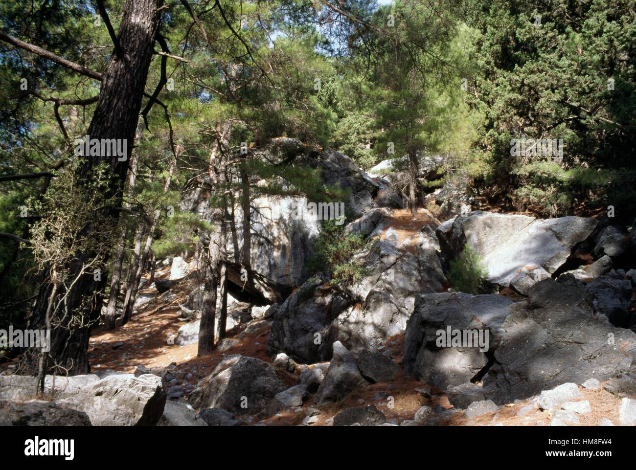 Pflanzen und Felsen in die Samaria-Schlucht, Samaria Nationalpark, Kreta, Griechenland. Stockfoto