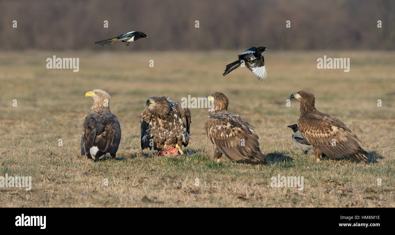 Vier Seeadler aka Seeadler zusammen mit zwei Elstern, die über ihren Köpfen an einem sonnigen Tag fliegen an einem grasbewachsenen Feld sind. Stockfoto