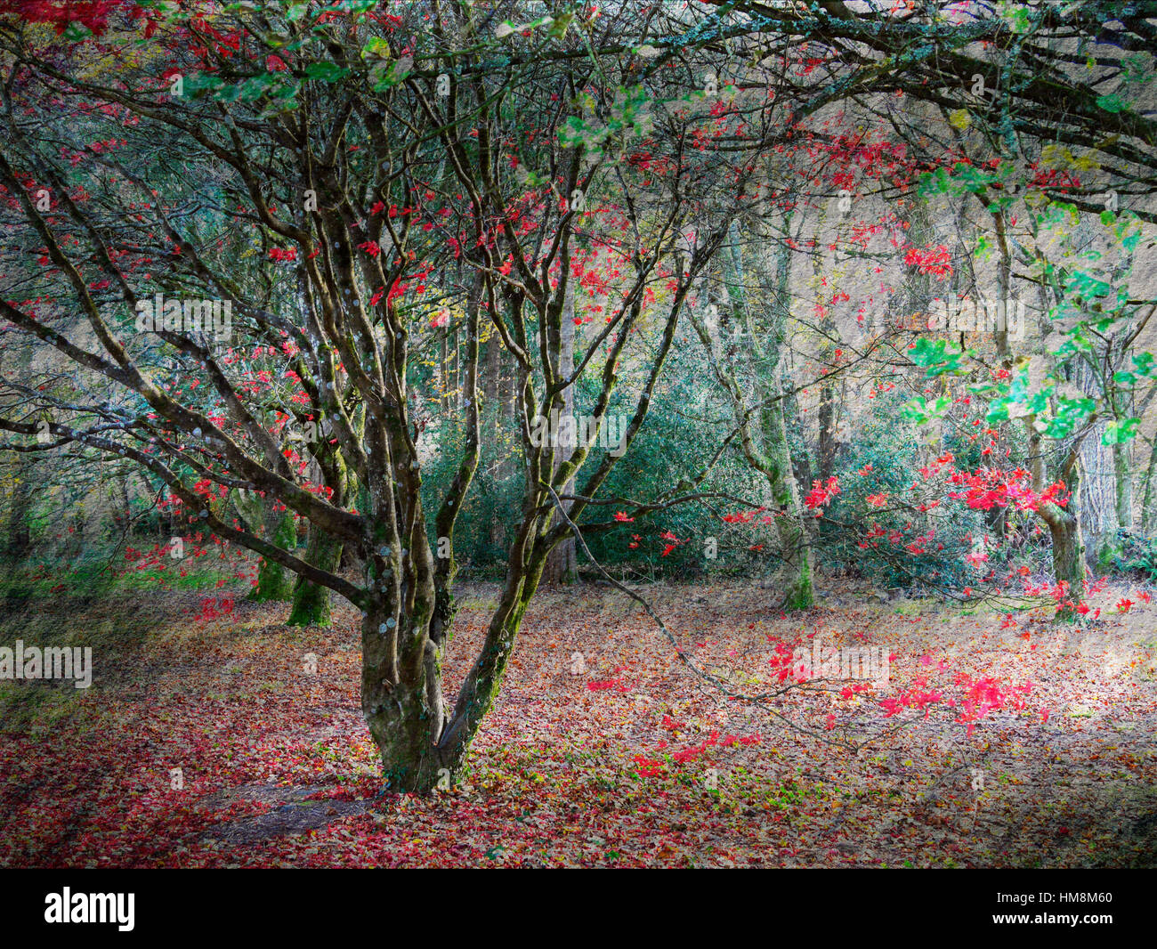 Herbst Farben, JFK Memorialpark, New Ross, Co. Wexford, Irland Stockfoto