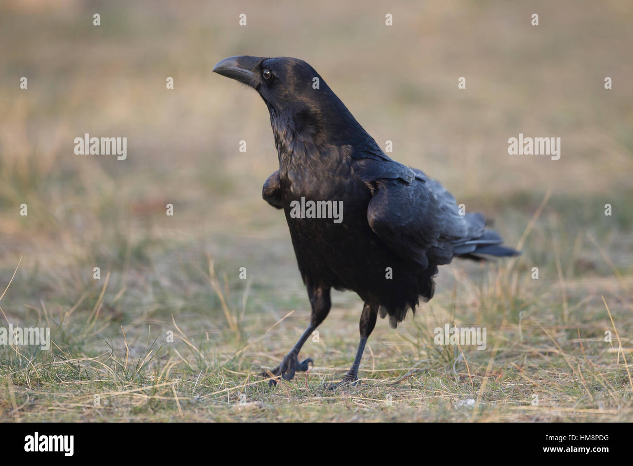 Raven Sie-Corvus Corax Corvid in spanische Pyrenäen Stockfoto