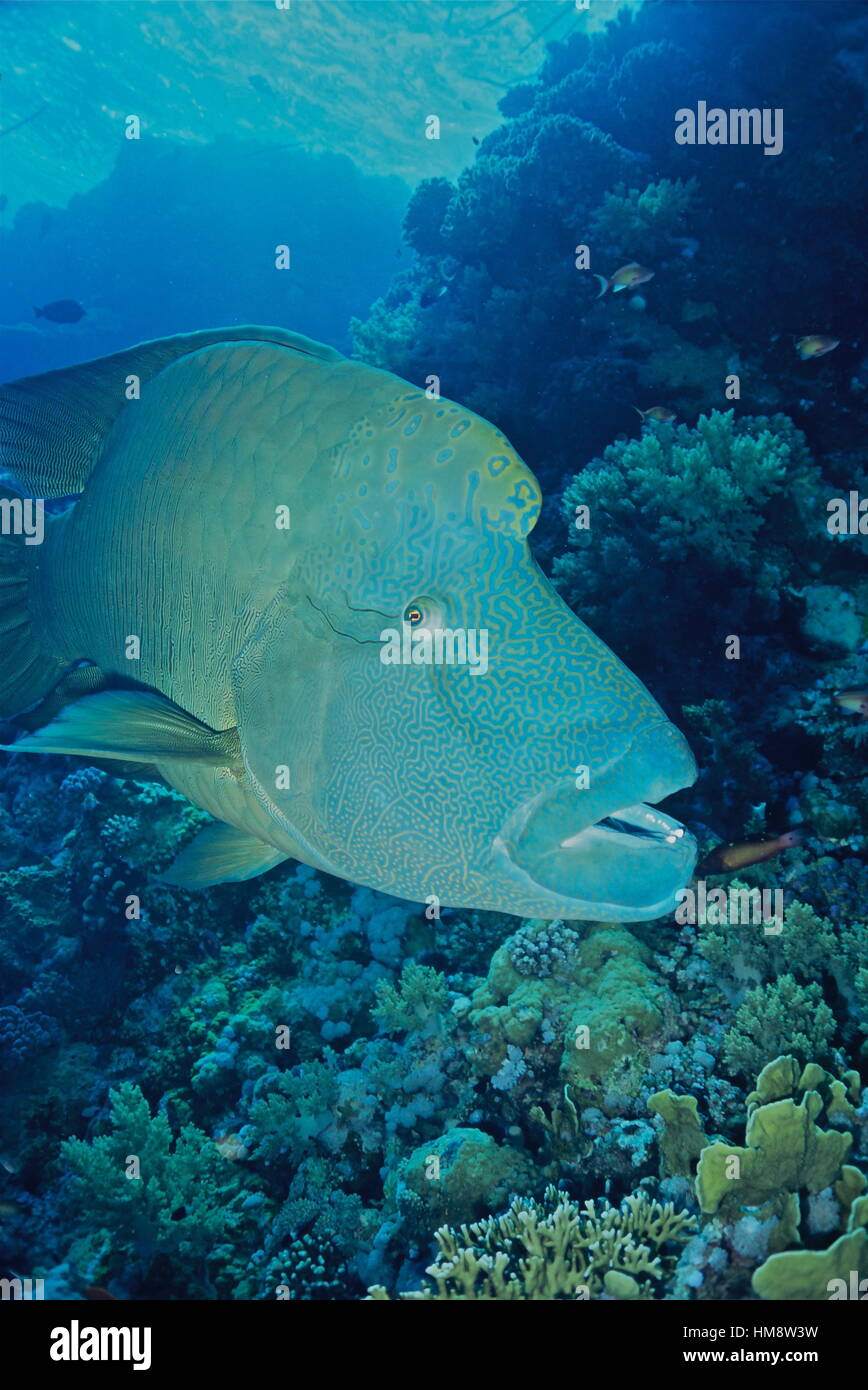 Der Beginn-Lippfisch (Cheilinus Undulatus) ist gelistet in der IUCN roten Liste gefährdeter Arten als gefährdet. Fotografiert im ägyptischen Roten Meer. Stockfoto