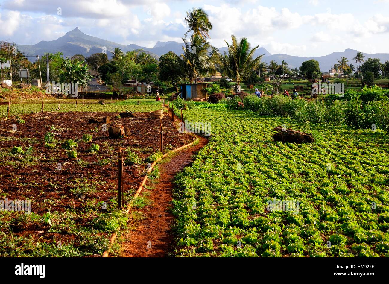 Landwirtschaft Bauernhof, Terre Rouge, Pamplemousses District