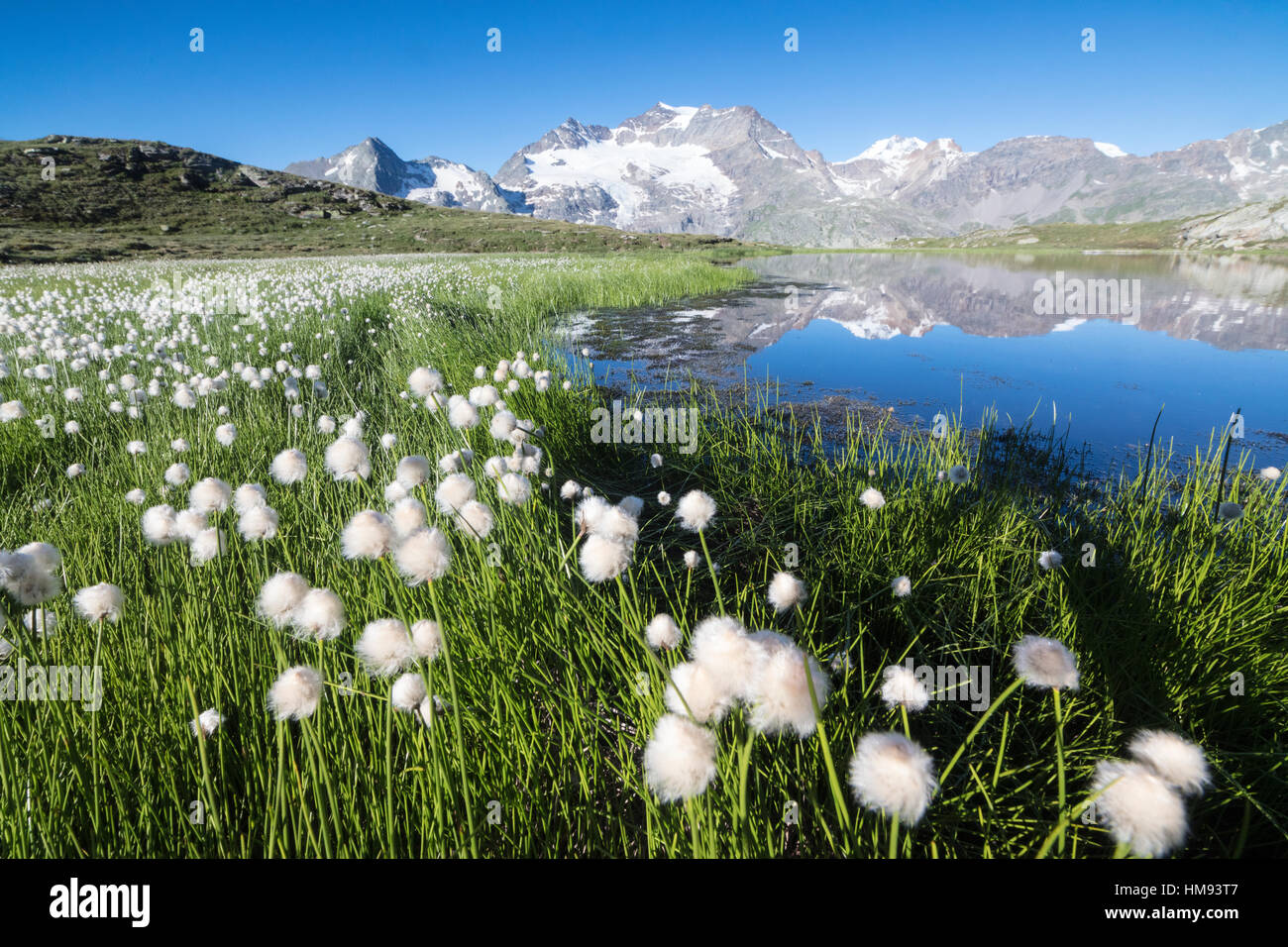 Wollgras rahmt schneebedeckte Gipfeln spiegelt sich im Wasser, Val Dal Bugliet, Berninapass, Kanton Graubünden, Engadin, Schweiz Stockfoto