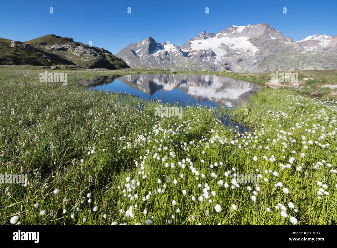 Wollgras rahmt schneebedeckte Gipfeln spiegelt sich im Wasser, Val Dal Bugliet, Berninapass, Kanton Graubünden, Engadin, Schweiz Stockfoto