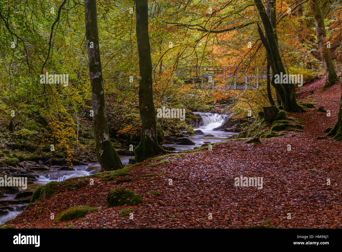 Herbst in der Birks Aberfeldy, Schottisches Hochland, Schottland, Vereinigtes Königreich Stockfoto