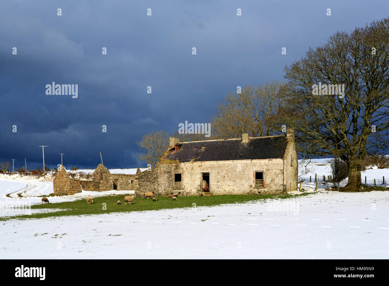 Häuschen und Bäume, Torr Head, County Antrim, Ulster, Nordirland, Vereinigtes Königreich Stockfoto